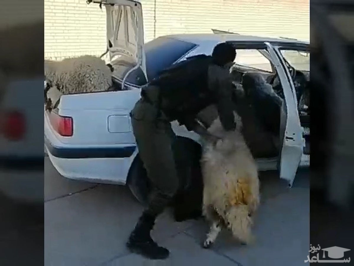 (فیلم) لحظه تخلیه گوسفندان دزدی از پژو پارس!