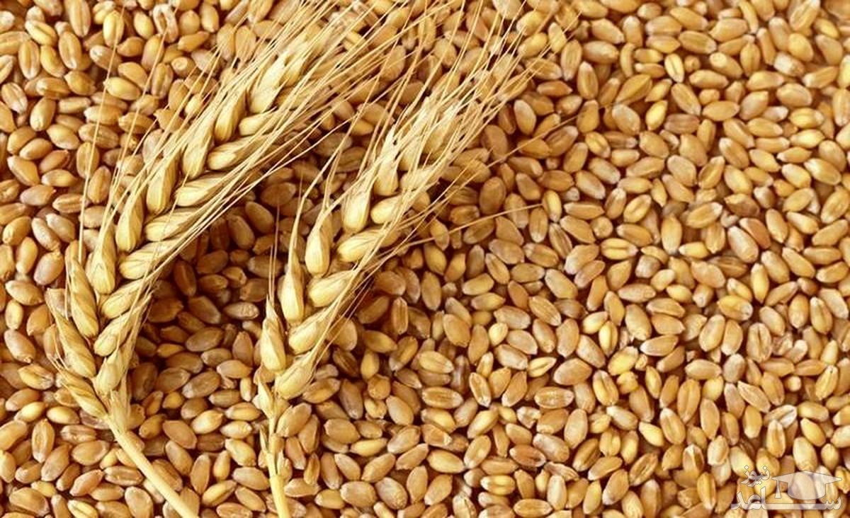 دپوی ۲۱۲ هزار تنی گندم در گمرک و بنادر