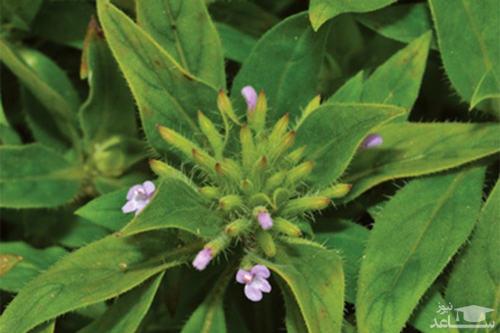 خواص کاکوتی و نحوه مصرف آن