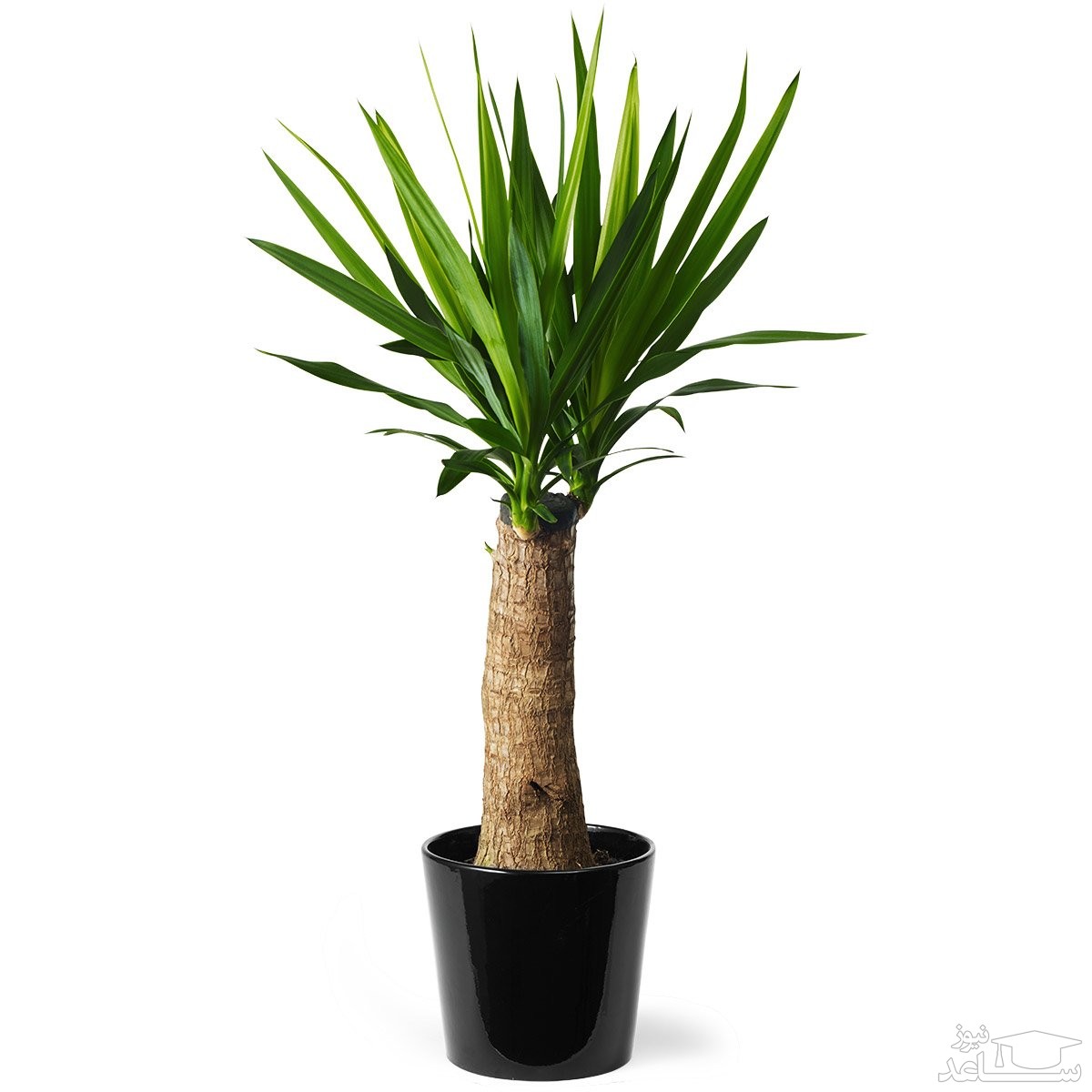 شرایط نگهداری و پرورش گل یوکا فیلی