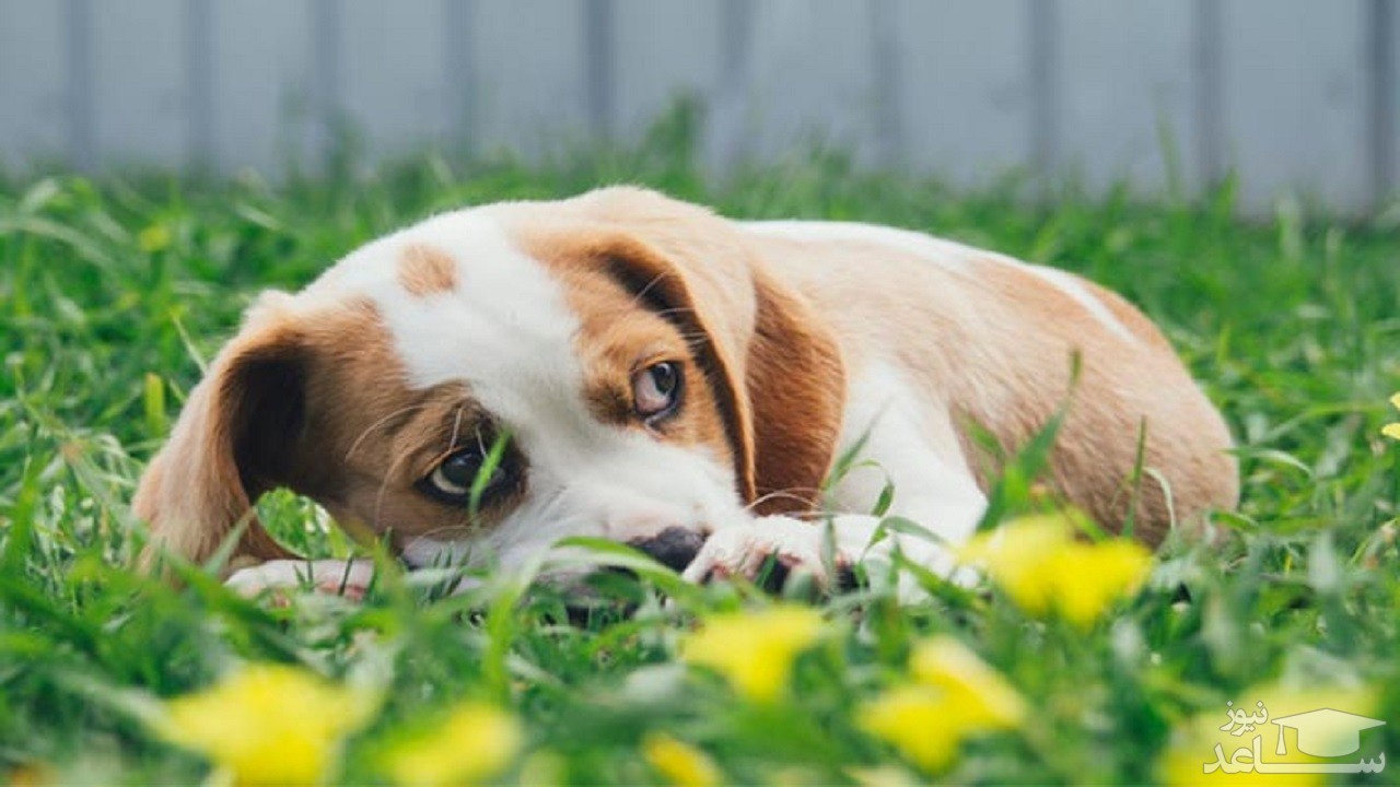 (فیلم) سگی که از ترس خودش را به خریت می‌زند