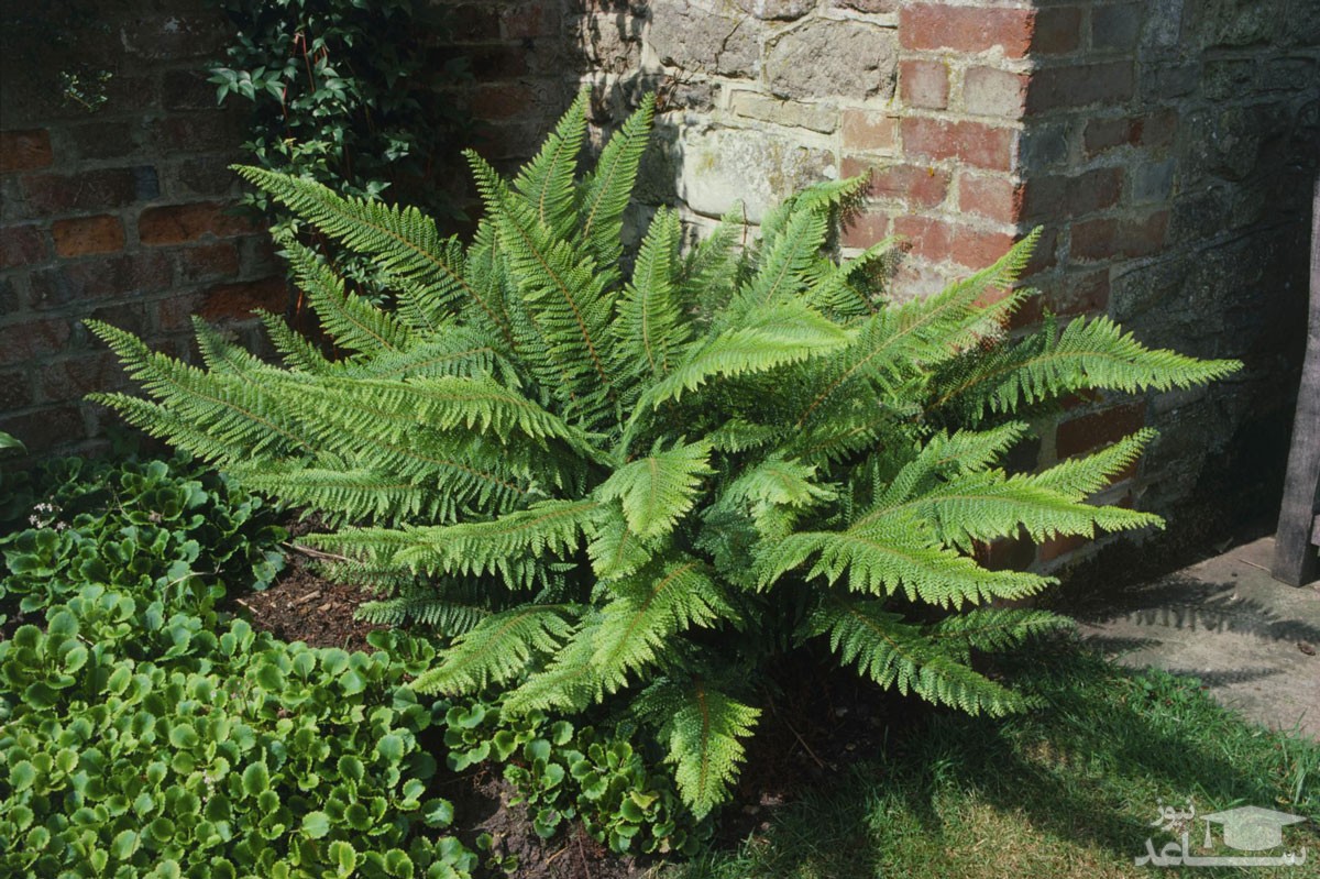 سرخس پای خرگوش