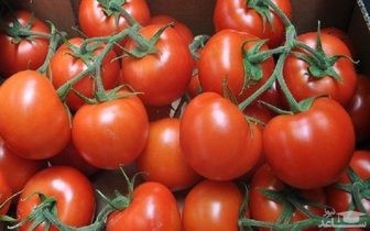 چرا گوجه فرنگی این همه گران شده است؟