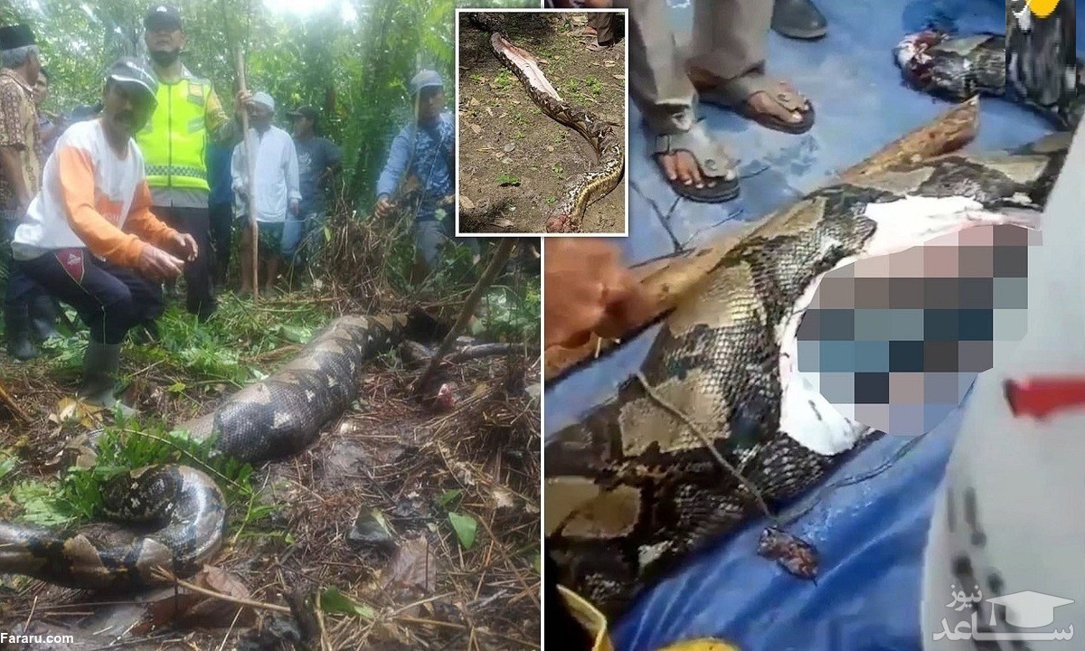 ویدئوی وحشتناک از مار پیتون 7 متری که یک مادربزرگ را زنده زنده خورد!