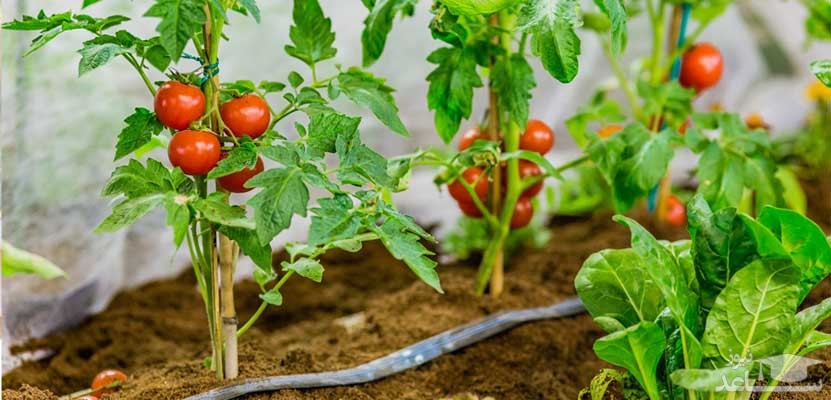 روش های کاشت گوجه فرنگی در گلدان و باغچه