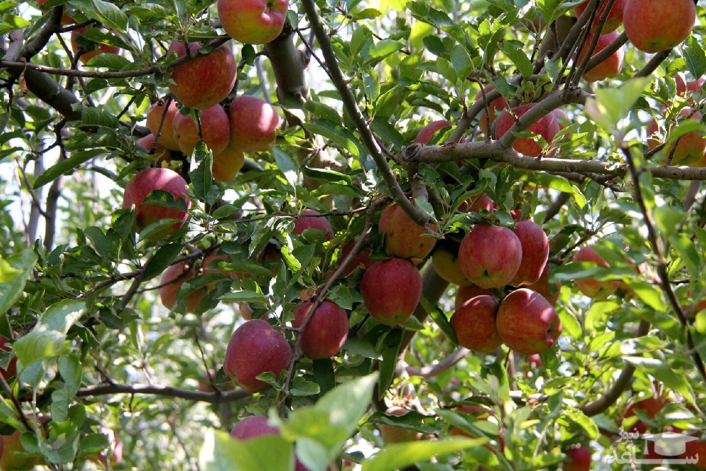 فیلمی بسیار زیبا از برداشت سیب از باغات ارومیه