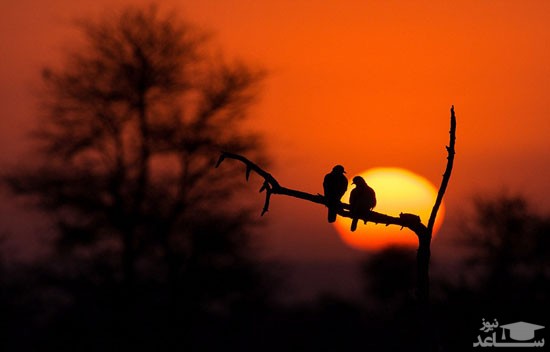 دو کبوتر نشسته بر روی شاخه موقع غروب