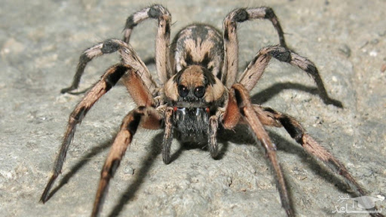 کشف عنکبوت غول‌پیکر و بسیار خطرناک پس از ۲۵ سا