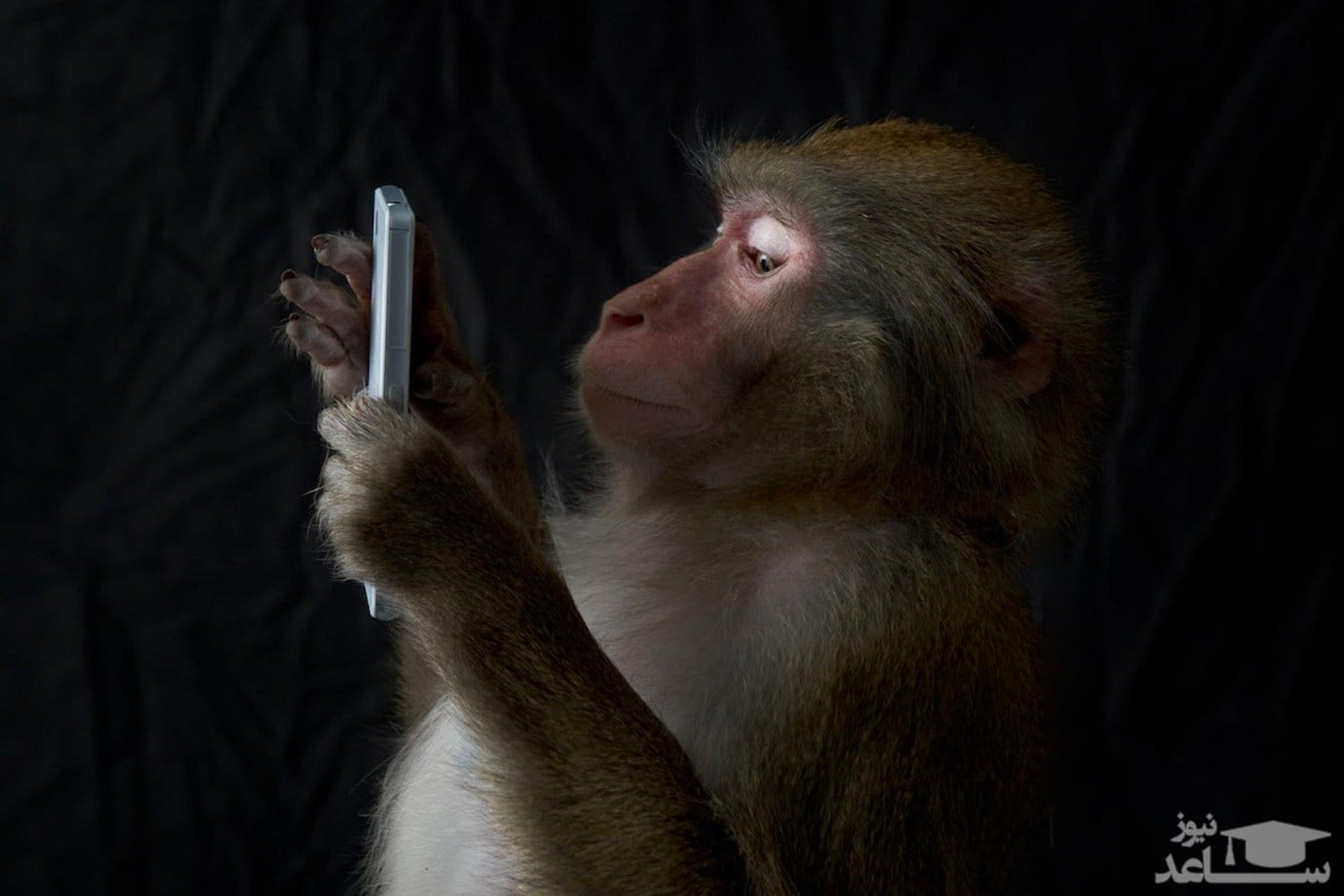 (فیلم) واکنش جالب میمون ها در مواجهه با سلفی تلفن همراه