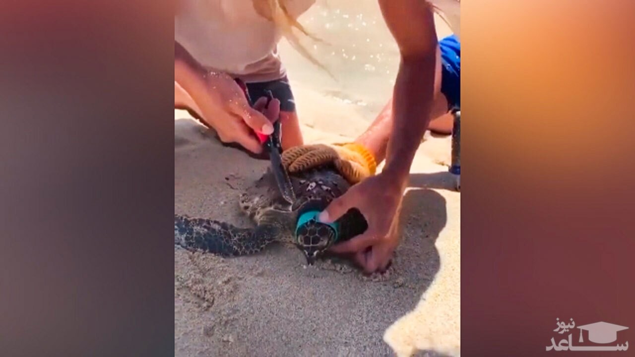 (فیلم) قطع شدن دست لاک پشت، دستاورد رها کردن زباله در طبیعت