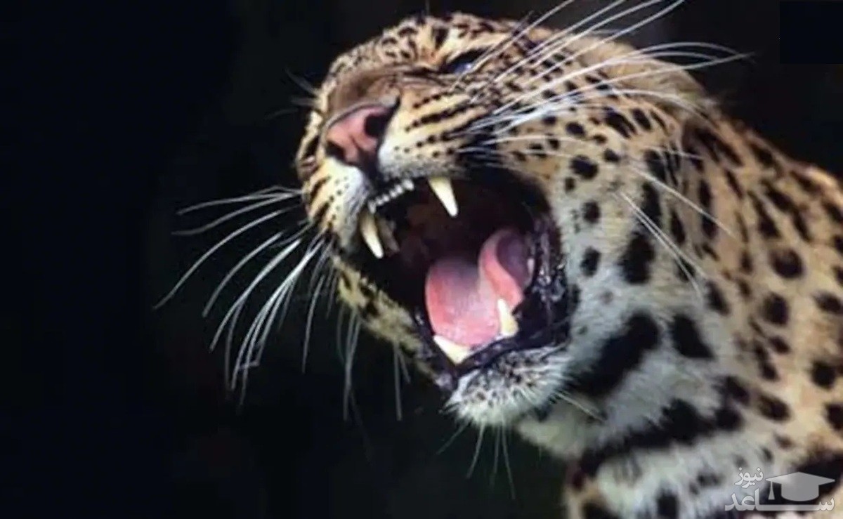 (فیلم) ورود یک پلنگ وحشی به منطقه مسکونی و حمله به ساکنین آن خبرساز شد!