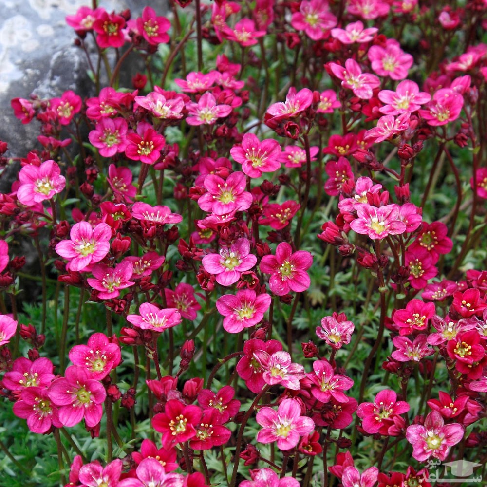 نحوه پرورش و نگهداری گیاه سفرس خزنده