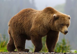 (فیلم) حضور عجیب یک خرس در لابی هتل !