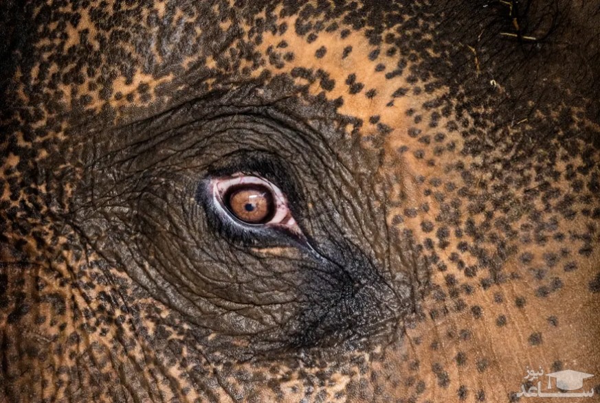 چشم گاو نر آسیایی در باغ وحشی در استرالیا/ گتی ایمجز