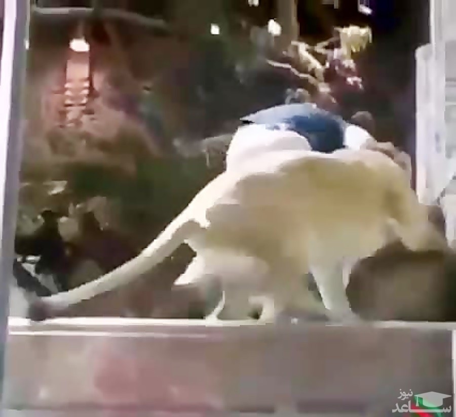 (فیلم) حمله شیر دست آموز به مربی‌اش در باغ وحش