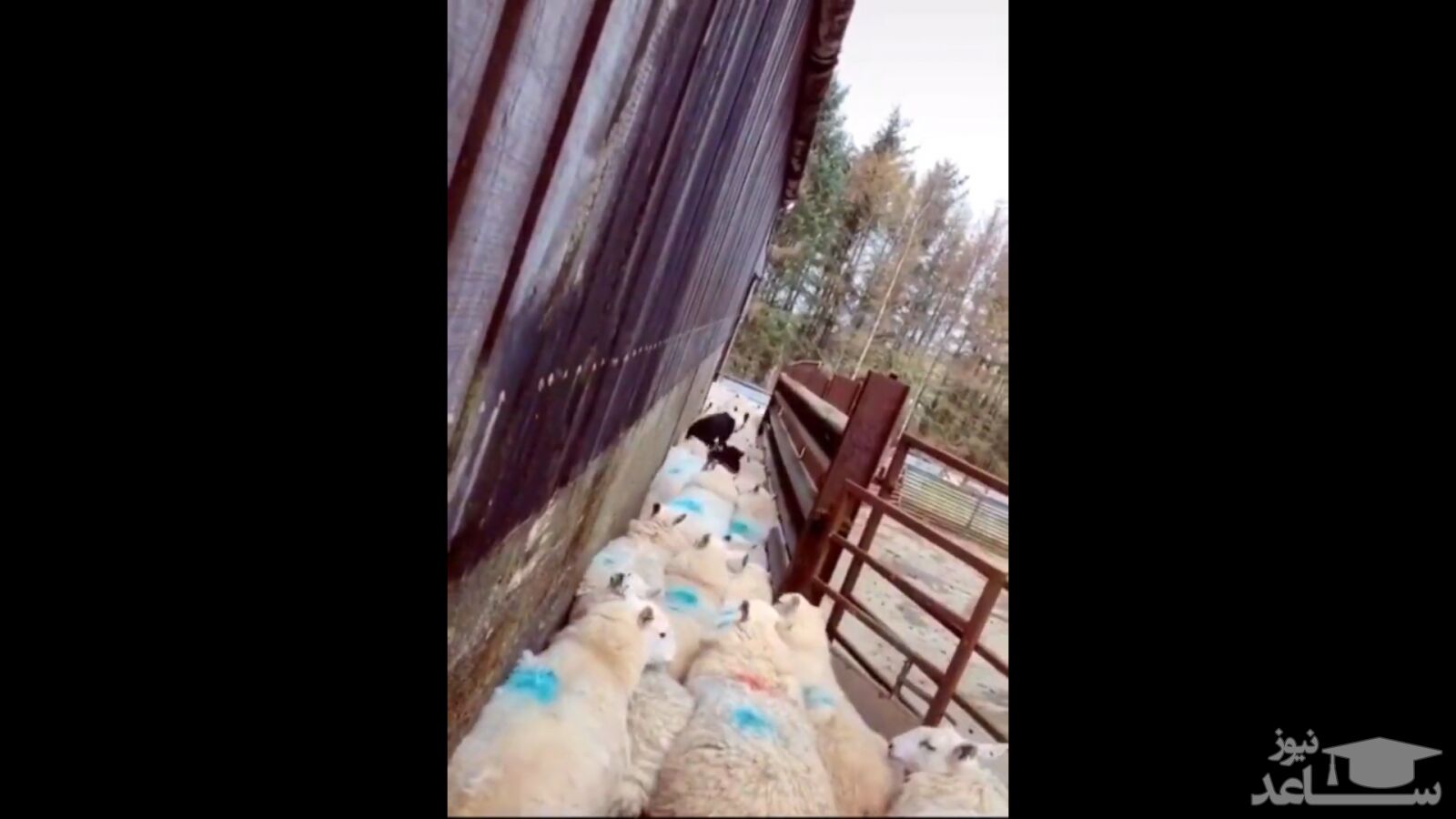 (فیلم) حل مشکل ترافیک گوسفندان به دست سگ گله