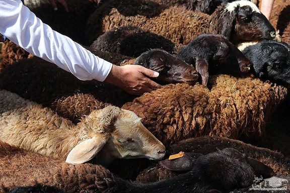 گوسفند ارزان شد، کی نوبت ارزانی گوشت می‌شود؟