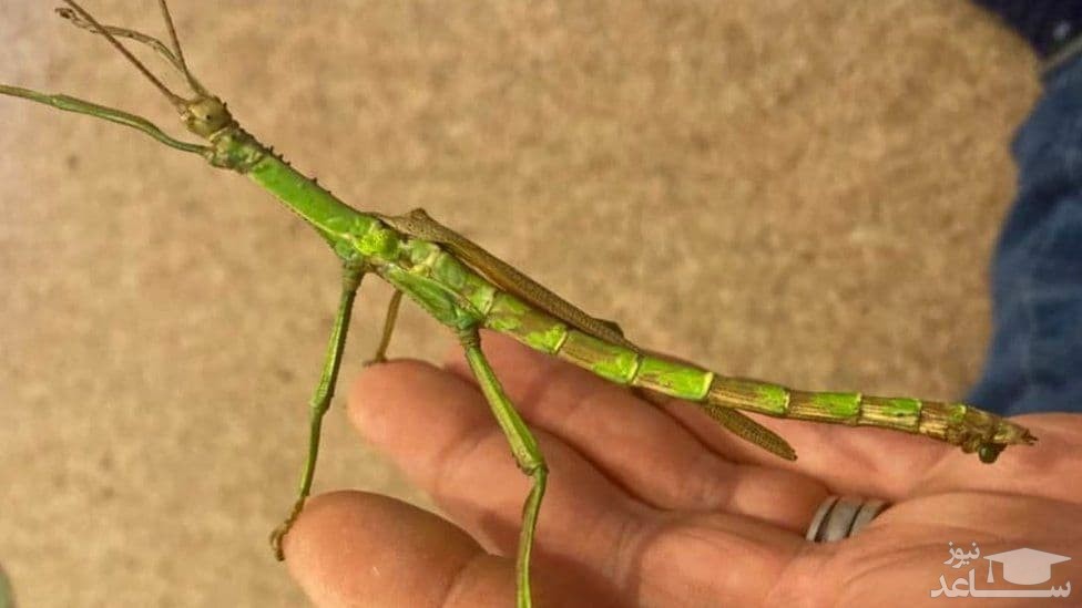 کشف اولین حشره دوجنسیتی! +عکس