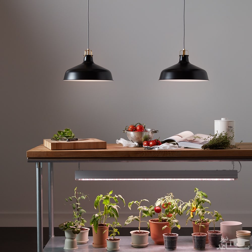 نحوه استفاده از نور مصنوعی برای گیاهان آپارتمانی + مزایا و معایب
