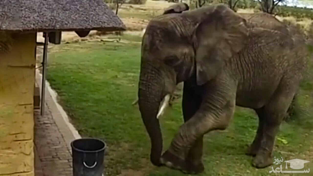(فیلم) احترام حیرت آور یک فیل به محیط زیست!