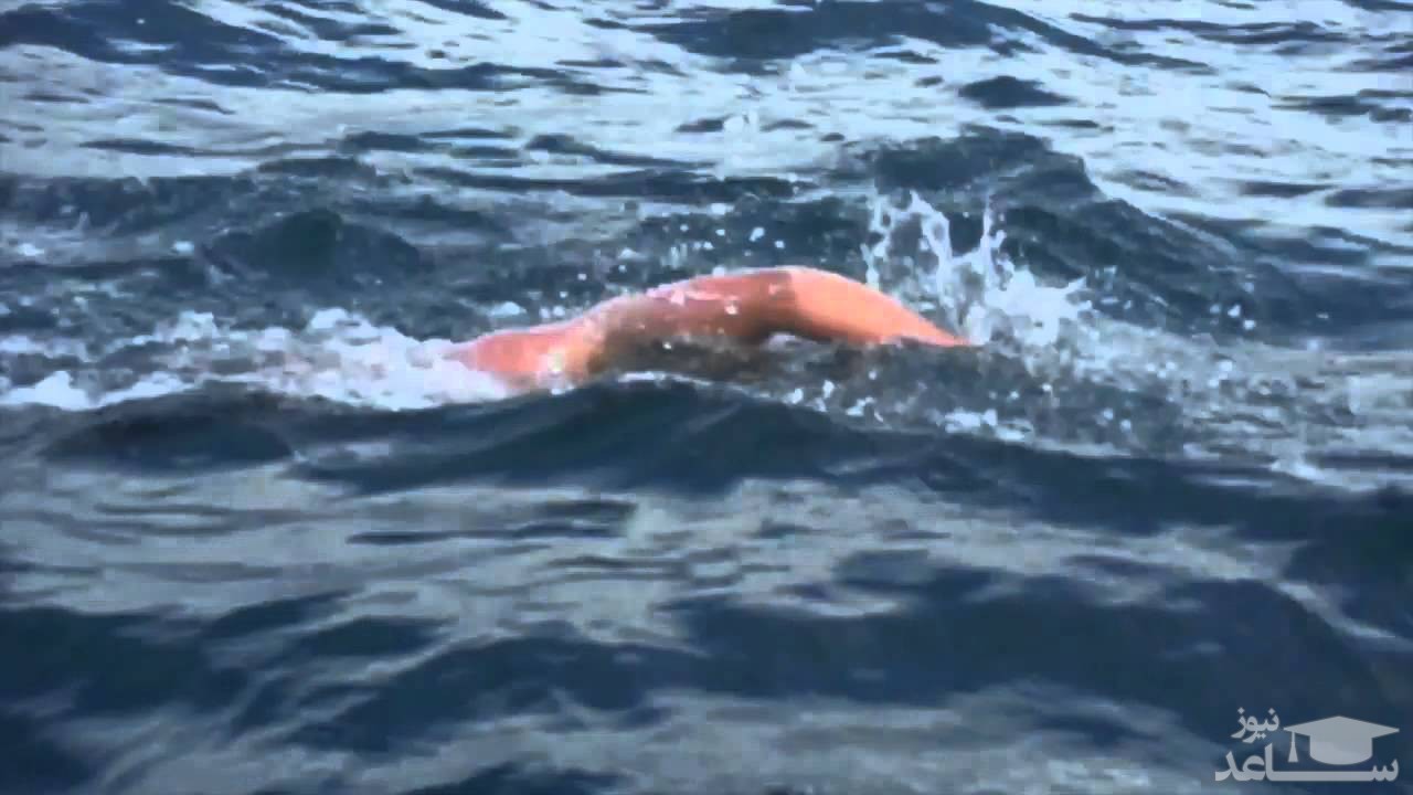 (فیلم) محافظت دلفین ها از شناگر در برابر حمله کوسه