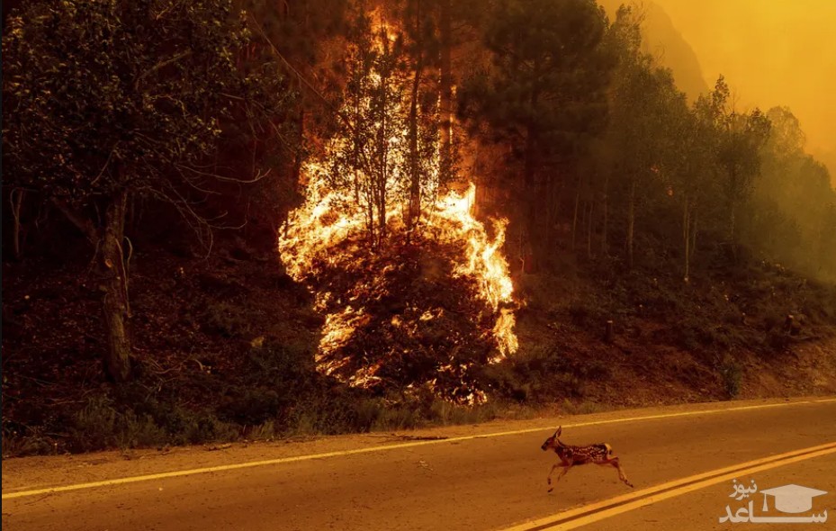 فرار حیوانات از آتش سوزی جنگلی