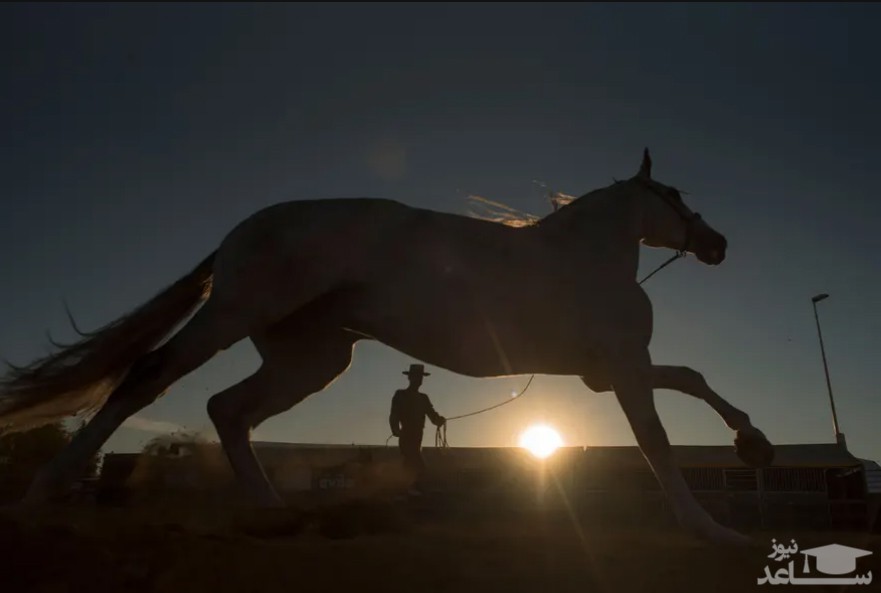 تمرین دادن اسب در سویل اسپانیا/ خبرگزاری فرانسه