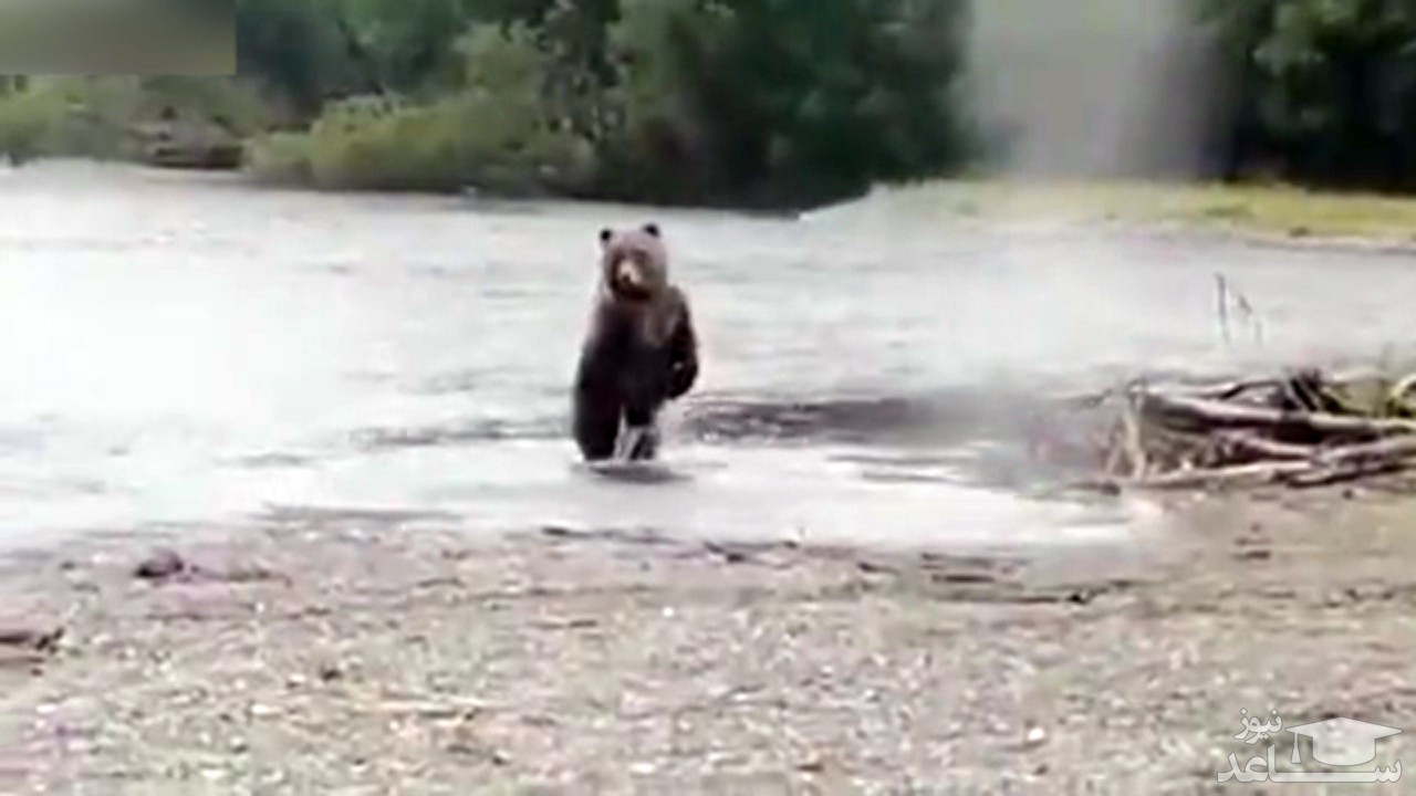 (فیلم) حضور یک خرس نترس در نزدیکی ماهیگیران روسی