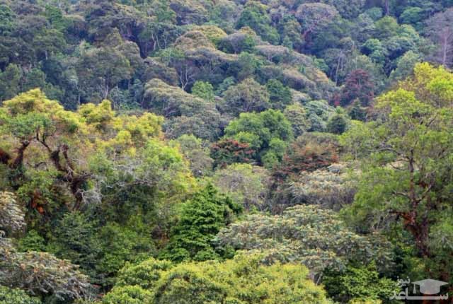 پارک ملی Kibira