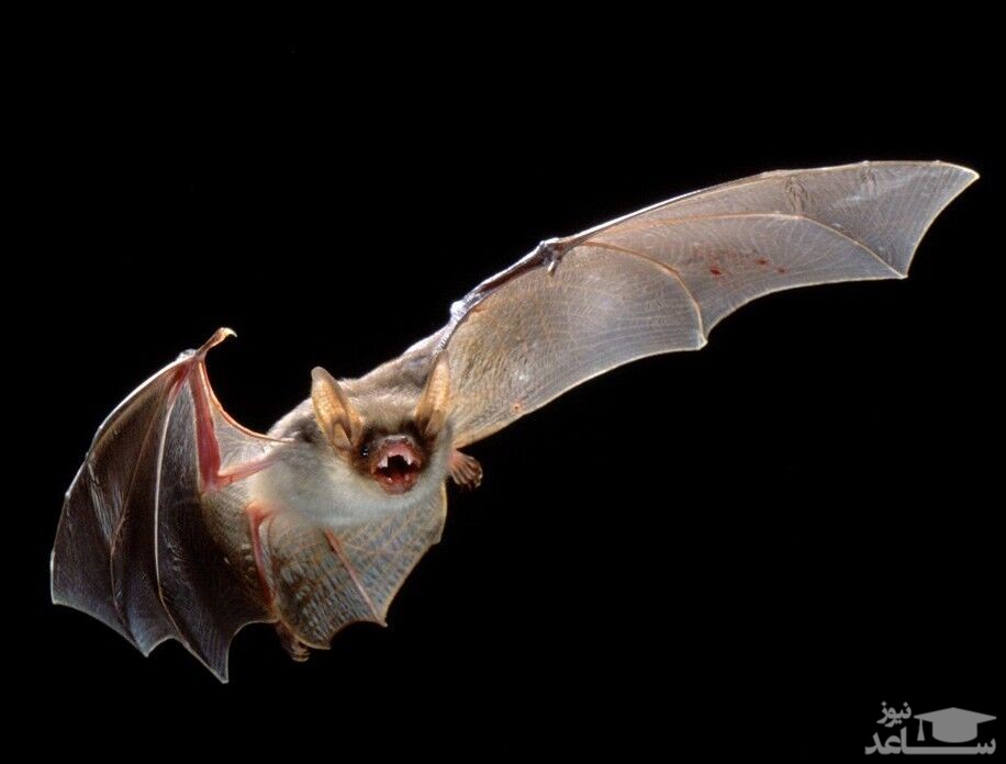 کشف نوع دیگری از ویروس کرونا در خفاش‌ها