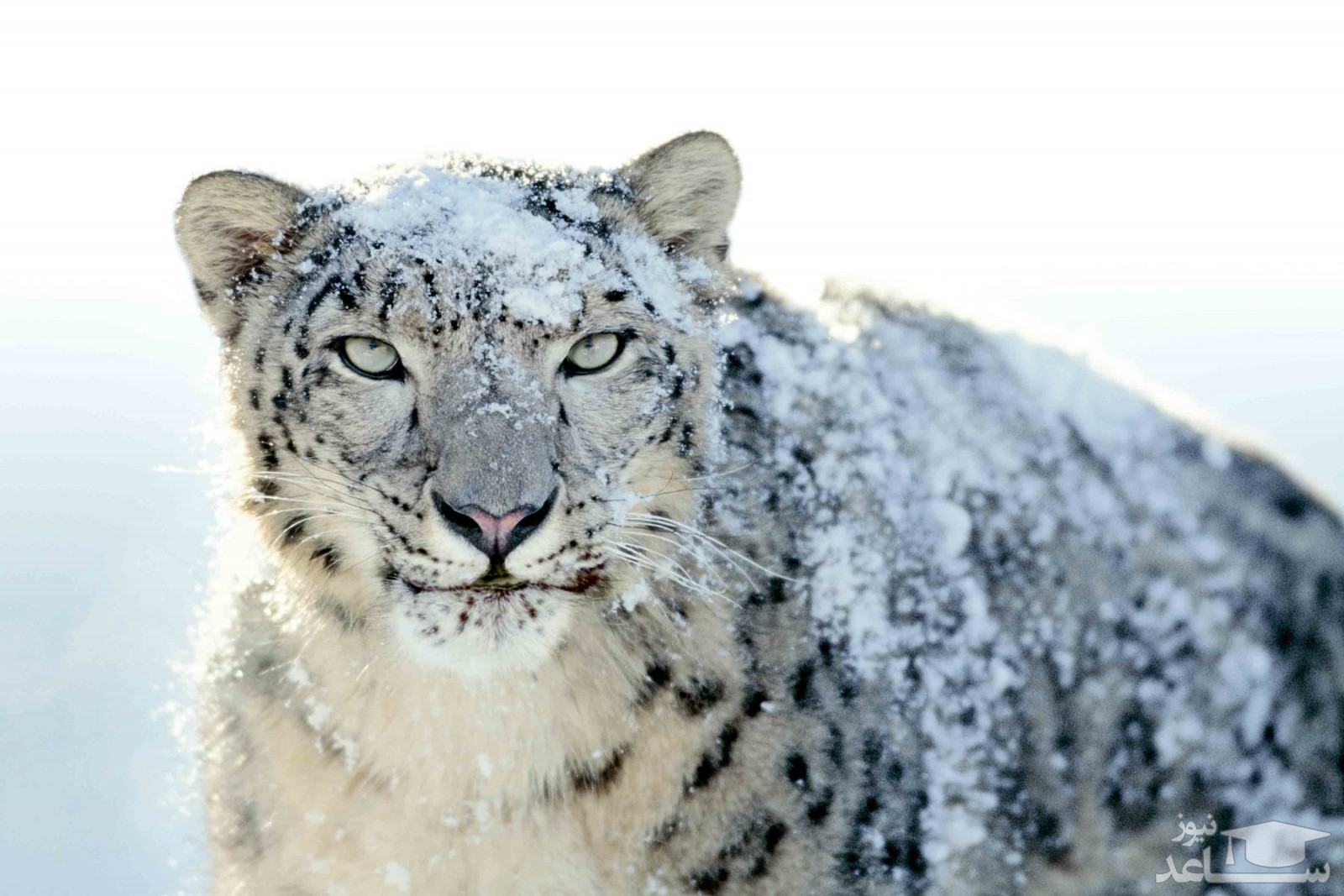 (فیلم) فرار پلنگ برفی از شاخ‌های گاو‌ تبتی پس از ناکامی در شکار