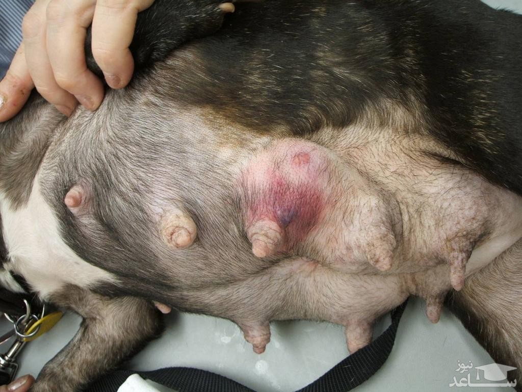 تومورهای پستانی در سگ ها