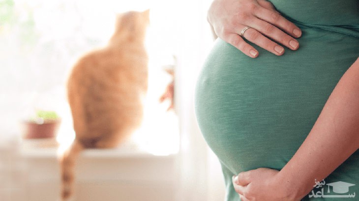نگهداری از گربه و خطر سقط جنین در زنان باردار