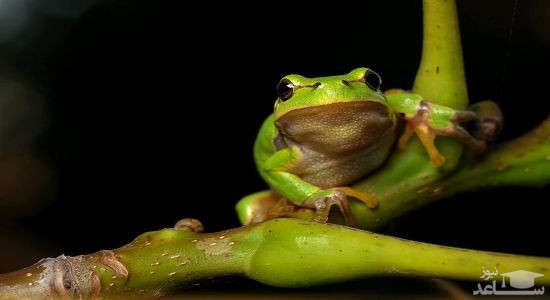 دانلود آهنگ قورباغه برای کودکان از افکت صوتی انسان و موجودات زنده