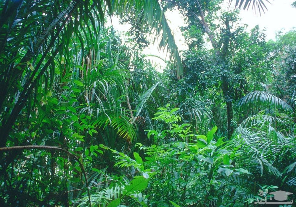 جنگل بارانی گرمسیری