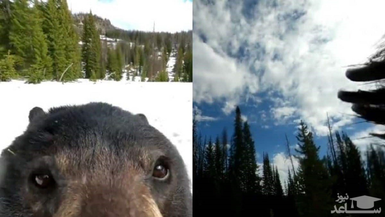 عکس های جالبی که خرس با دوربین عکاسی ثبت کرد + فیلم