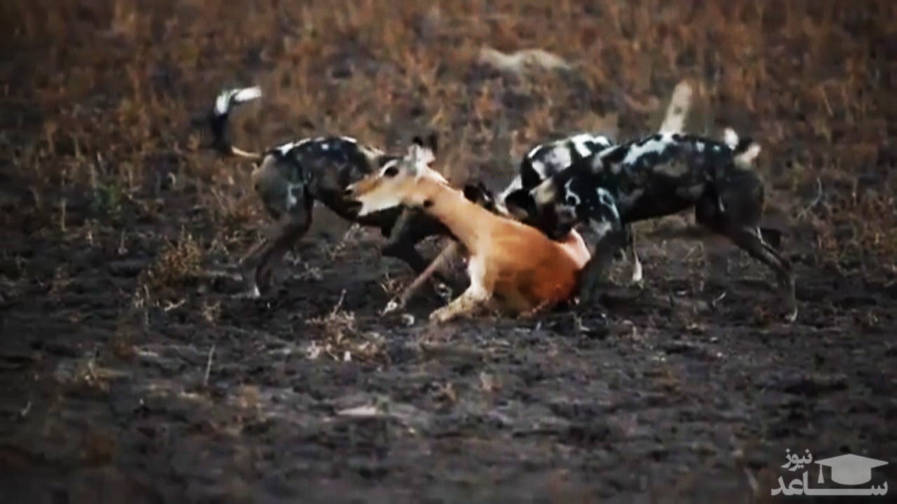 (فیلم) دریدن شکم یک آهو قبل از مرگ توسط سگ‌های وحشی