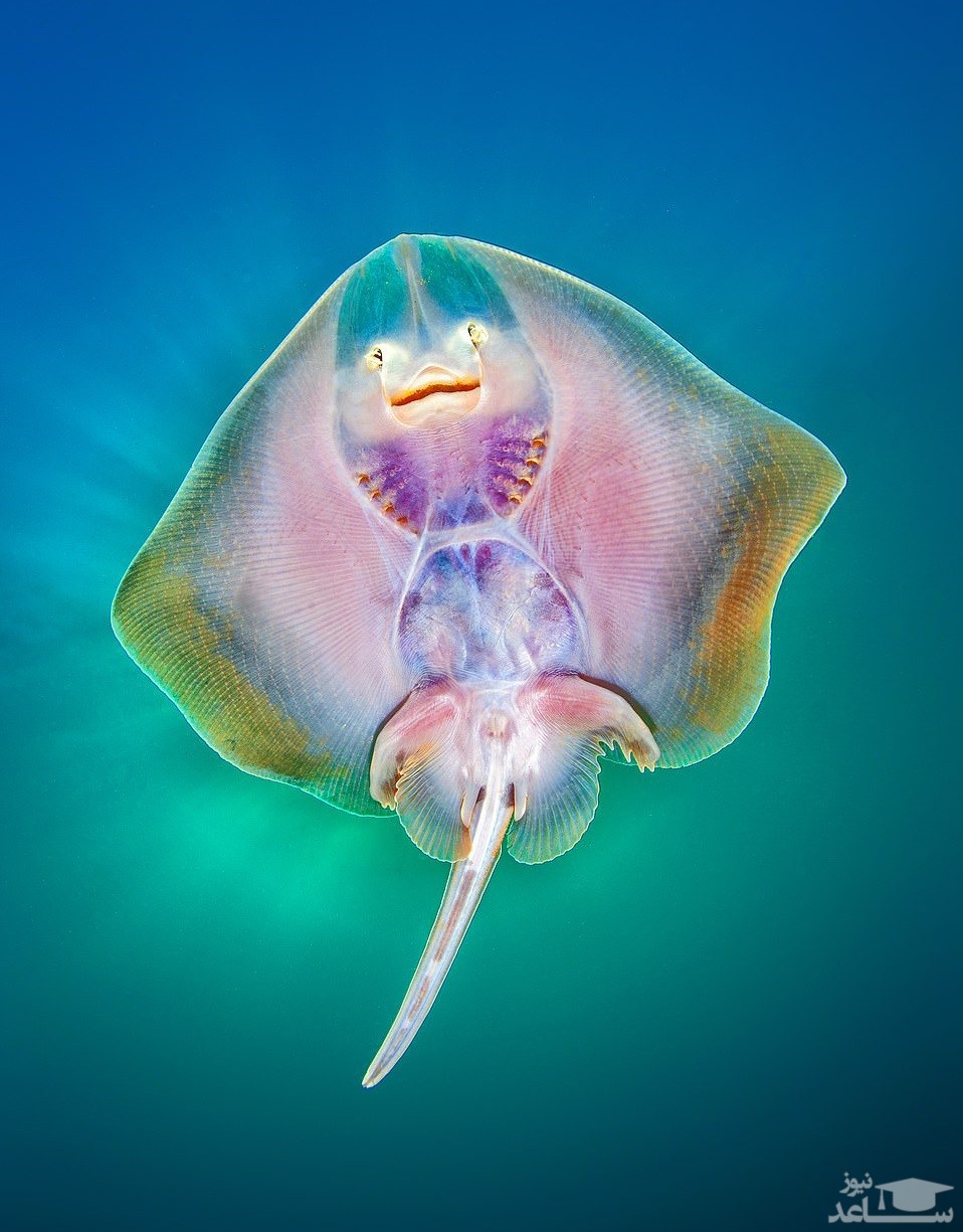 شب های فرهنگی اقوام در بندرعباس ، عکاسی زیر آب و ...