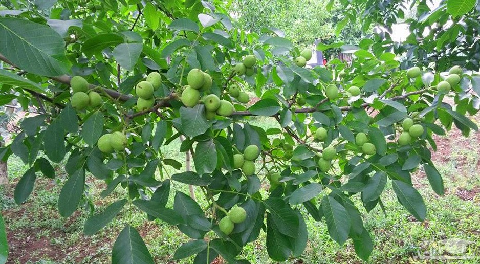 خرید پربارترین نهال گردوی مقاوم به سرما و گرما از آریا نهال