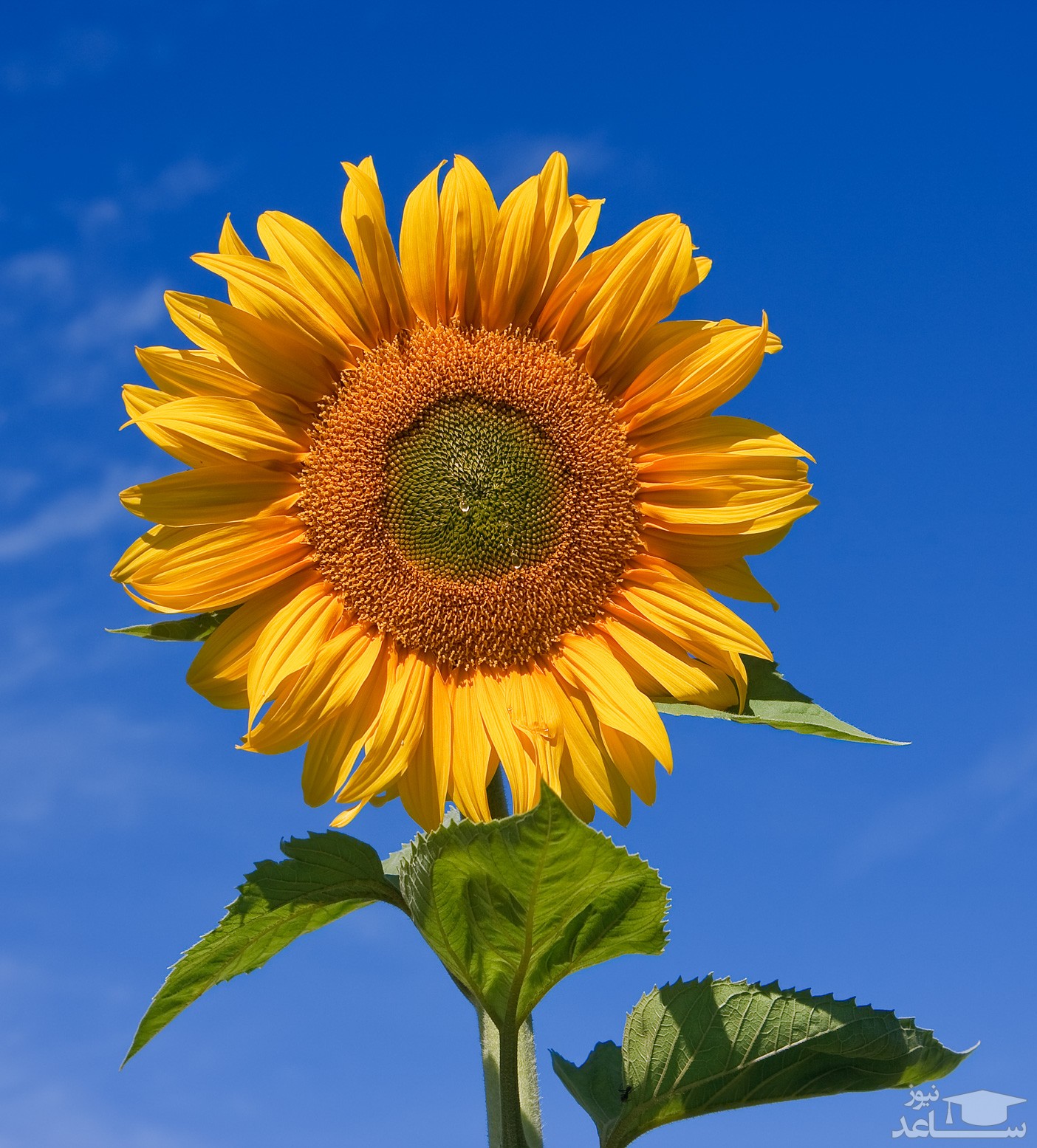 گل آفتاب گردان