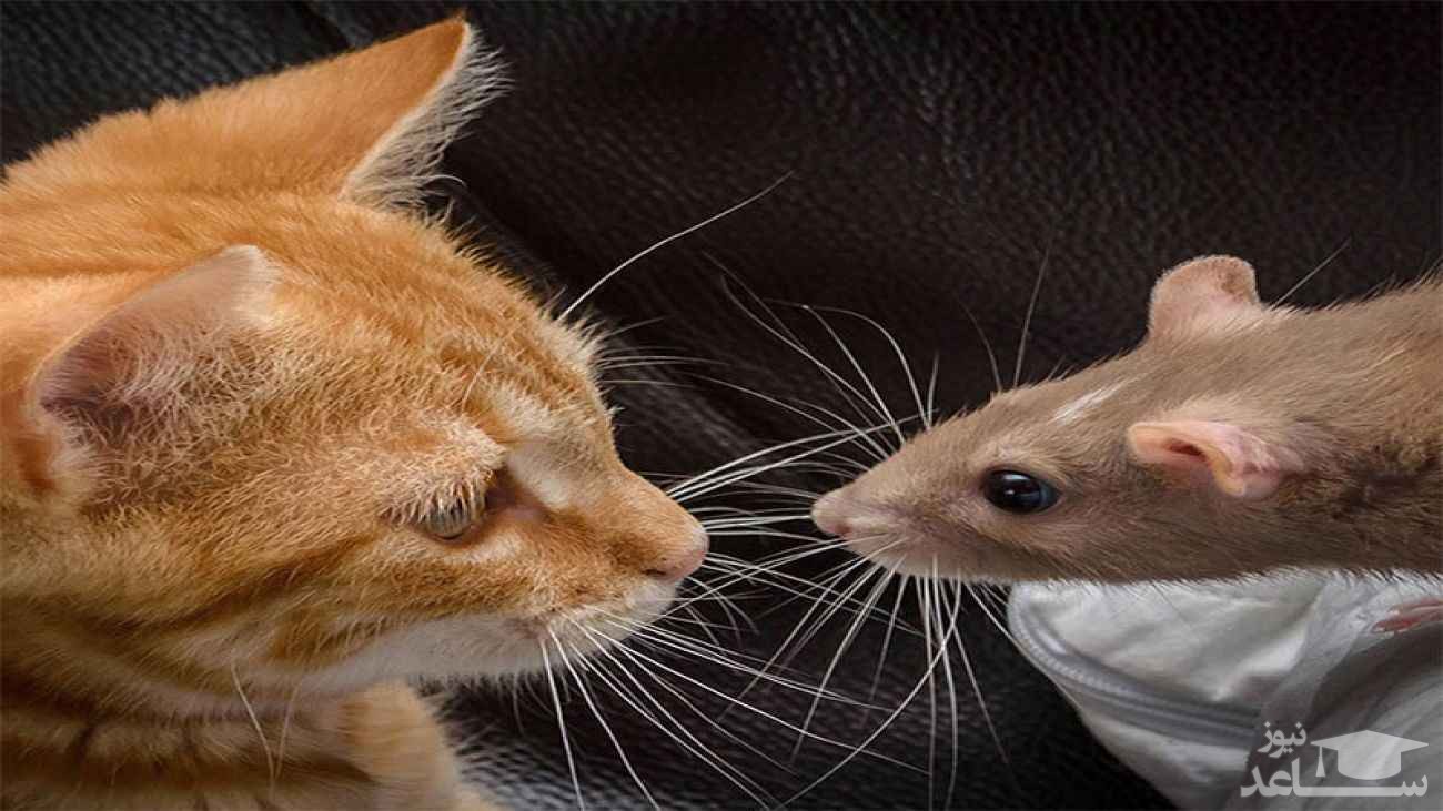 (فیلم) حرکات آکروباتیک و عجیب یک موش برای فرار از دست گربه