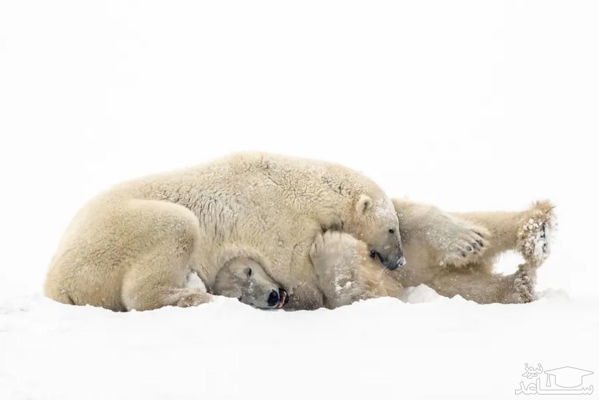 خرس های قطبی در نزدیکی خلیج هادسون در کانادا/ رویترز