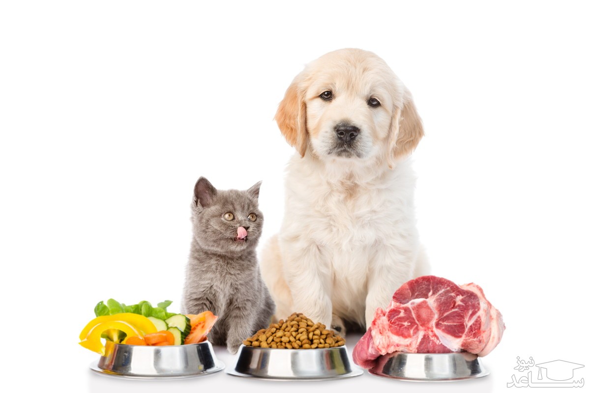 سگ ها و گربه ها چه غذاهایی را نباید بخورند؟