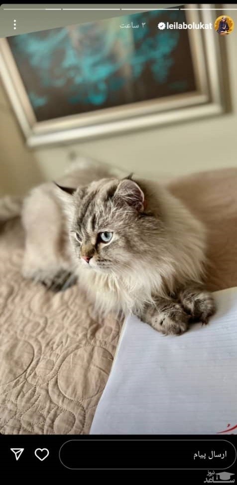 پوستر گربه ی لیلا بلوکات