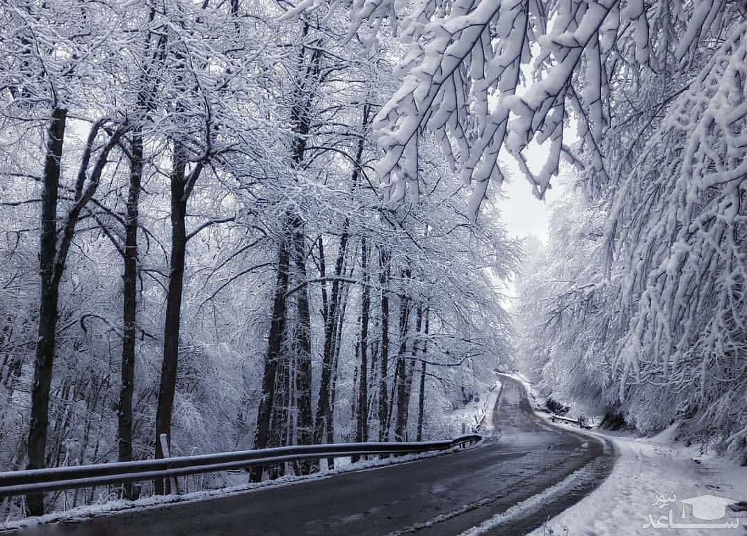 (فیلم) حال و هوای رویایی جاده عباس آباد به کلاردشت پس از بارش برف