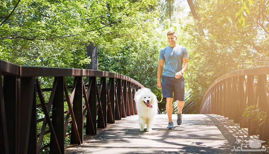 اصول پیاده روی با سگ خانگی