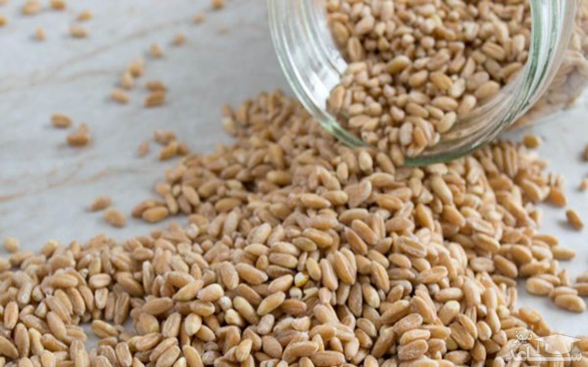 فارو (دانه گندم سنتی) چیست؟ و چه فوایدی برای بدن دارد