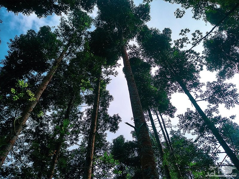 پوشش گیاهی پارک جنگلی شیان لویزان