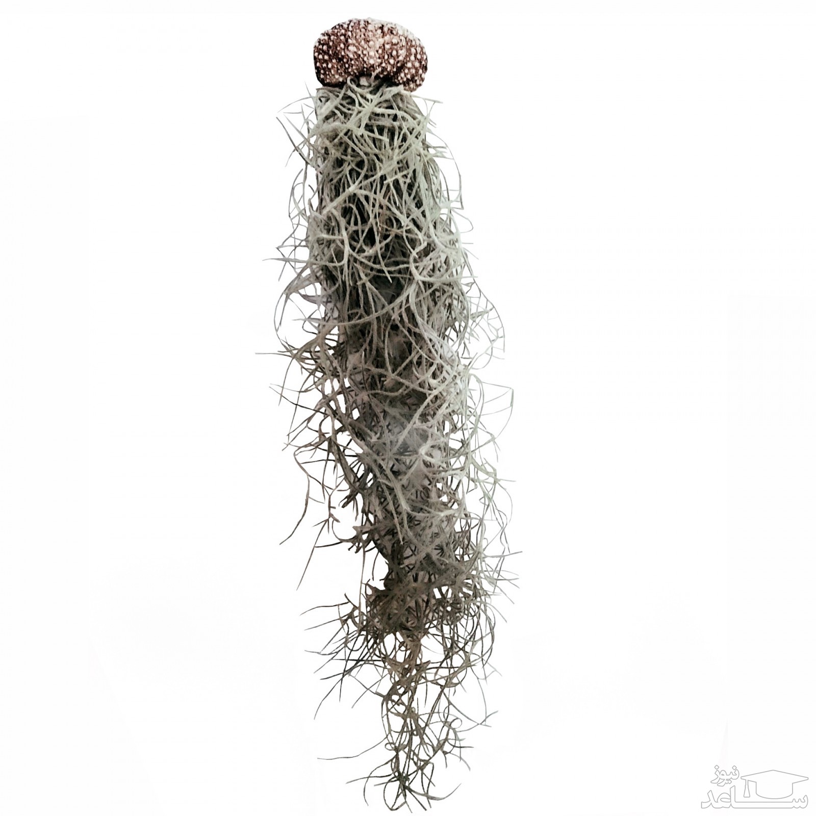 خزه اسپانیایی 