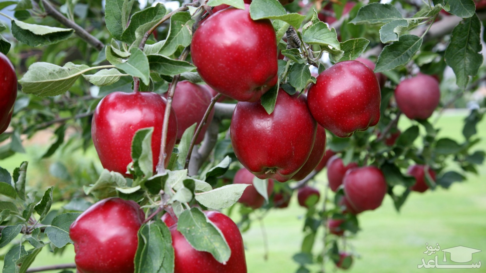 زیباترین شعر و متن فارسی در مورد سیب سرخ